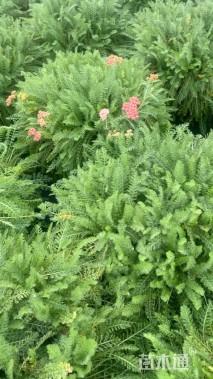 高度20厘米蓍草