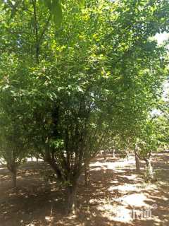 16公分垂丝海棠