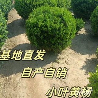 冠幅200厘米小叶黄杨球