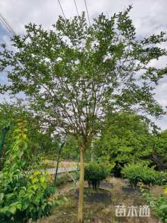 高度550厘米大红紫薇