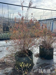 高度130厘米喷雪花