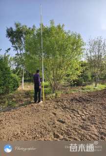 高度600厘米丛生元宝枫