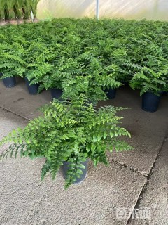 高度50厘米蜈蚣草