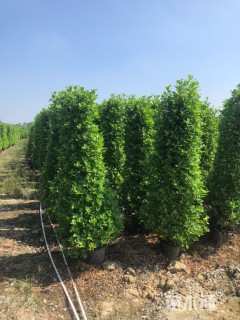 高度180厘米火山榕