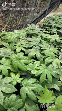 高度30厘米八角金盘