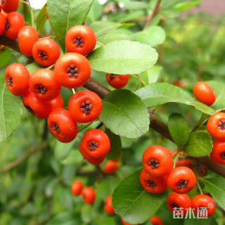 高度30厘米小丑火棘小苗