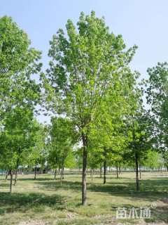 16公分速生白蜡