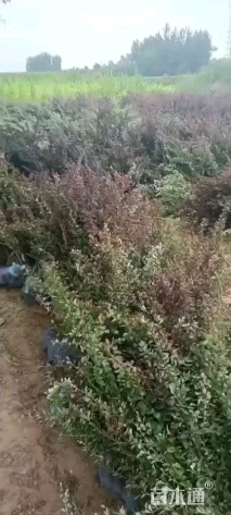 高度30厘米紫叶小檗