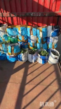 高度20厘米郁金香