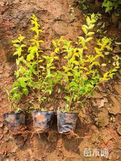 高度30厘米金冠女贞