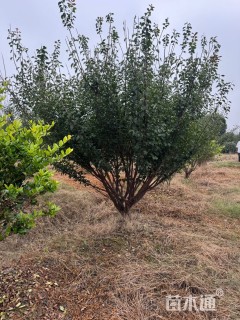 14公分丛生红梅