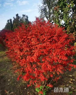 高度40厘米火焰卫矛