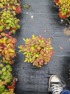 高度20厘米火焰南天竹