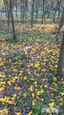 12公分黄花风铃木