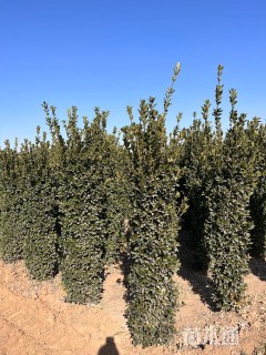 高度220厘米大叶黄杨柱