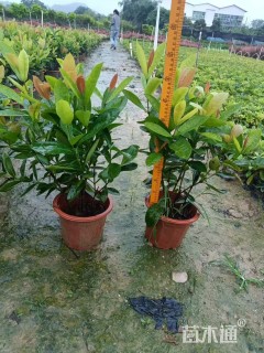 高度40厘米新加坡龙船花