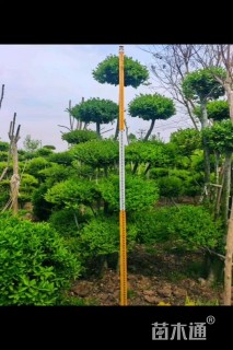 7公分造型小叶女贞