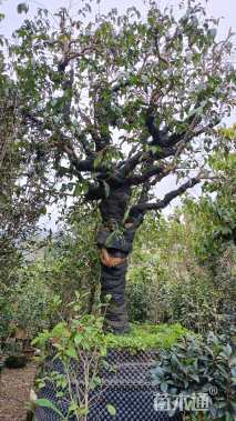 高度300厘米茶树