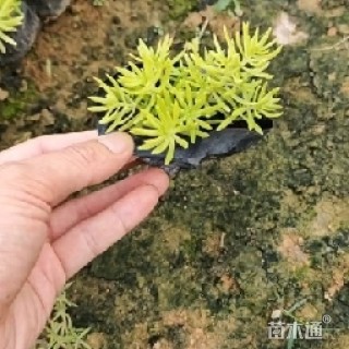 高度5厘米金叶佛甲草