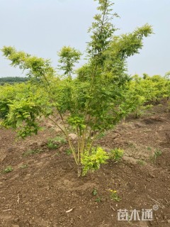 高度250厘米丛生金枝槐