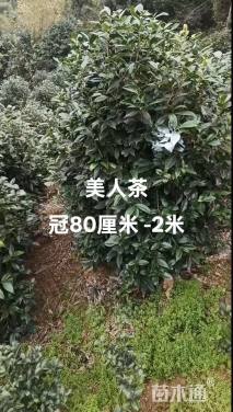 9公分美人茶