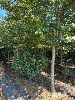 10公分初美人樱