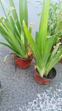 高度25厘米鸢尾