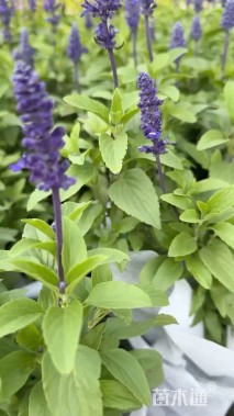 高度20厘米薰衣草