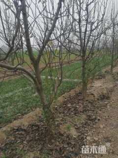 高度100厘米秋月梨