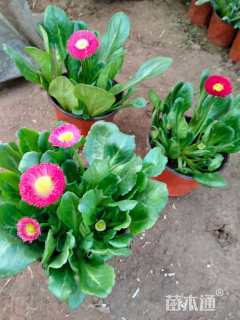 高度15厘米雏菊