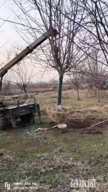 高度450厘米冬红果海棠