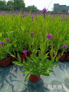 高度20厘米马鞭草