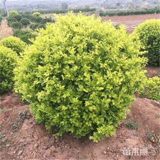 冠幅50厘米金森女贞球