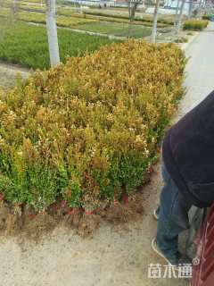 高度60厘米瓜子黄杨