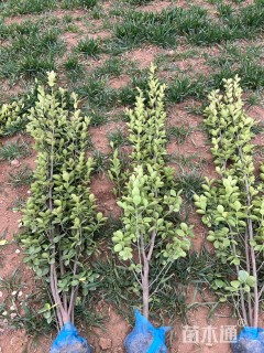 高度200厘米北海道黄杨