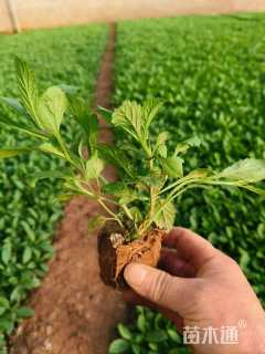高度20厘米柳叶马鞭草