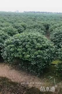 冠幅150厘米无刺枸骨球