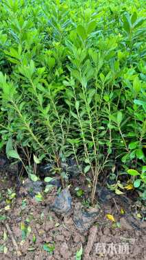 高度35厘米海桐