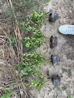 高度60厘米春鹃