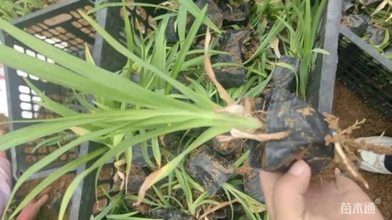 高度30厘米大花萱草