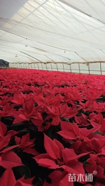 高度35厘米一品红