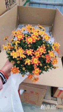 高度15厘米鬼针草