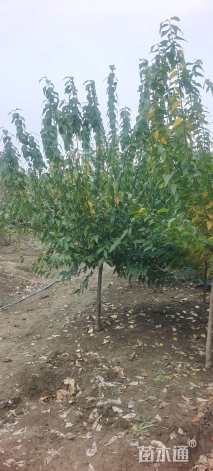 高度280厘米蜡梅