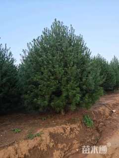 高度300厘米白皮松