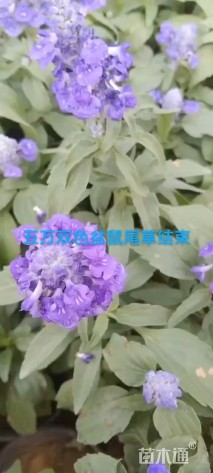 30厘米天蓝鼠尾草