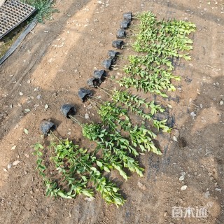 高度80厘米金冠黄杨