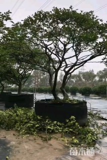 高度200厘米茶梅