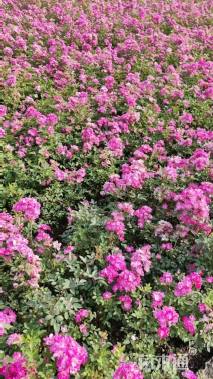 高度40厘米丰花月季