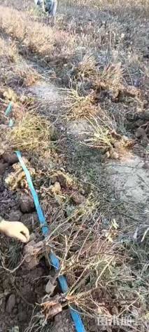 高度40厘米月季