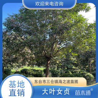 15公分大叶女贞